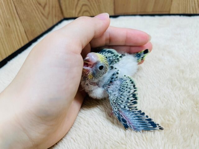 セキセイインコ