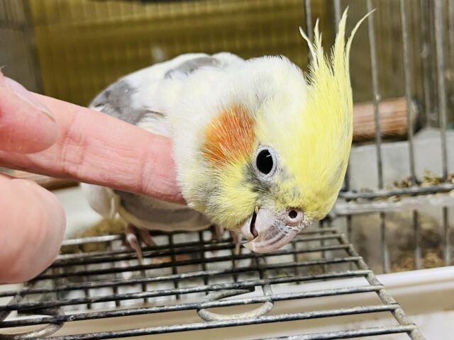 オカメインコ