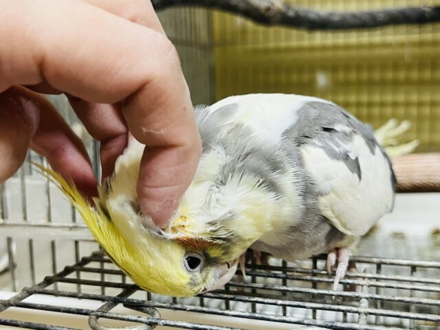オカメインコ