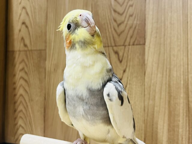 オカメインコ