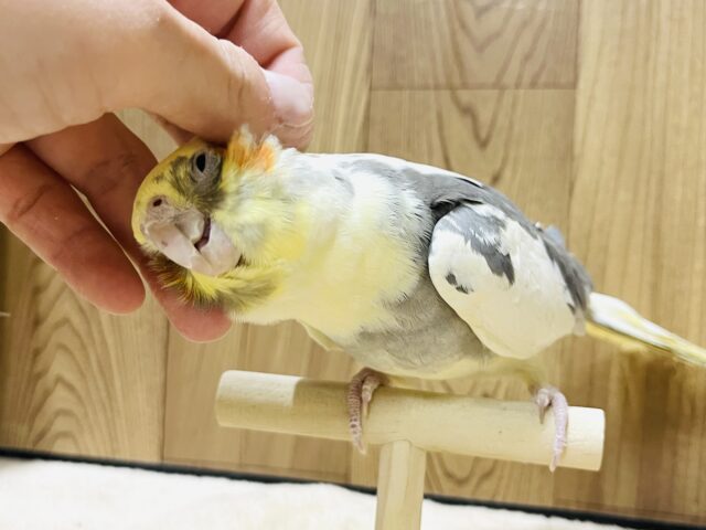 オカメインコ