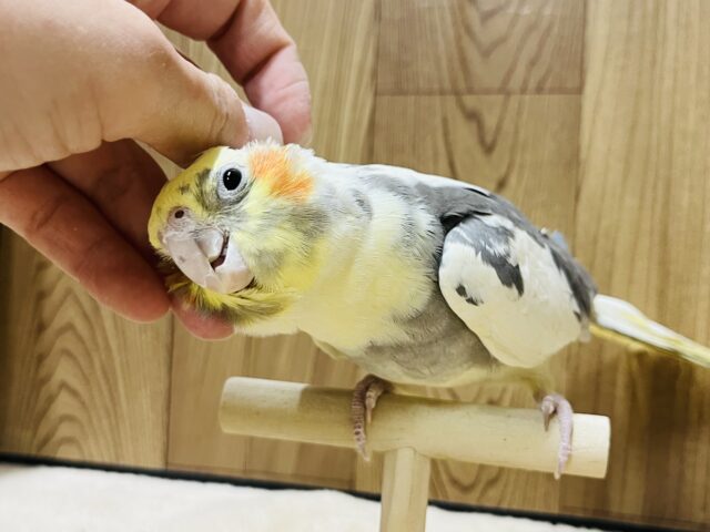 オカメインコ