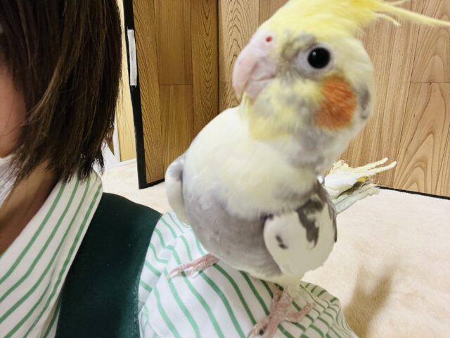 オカメインコ
