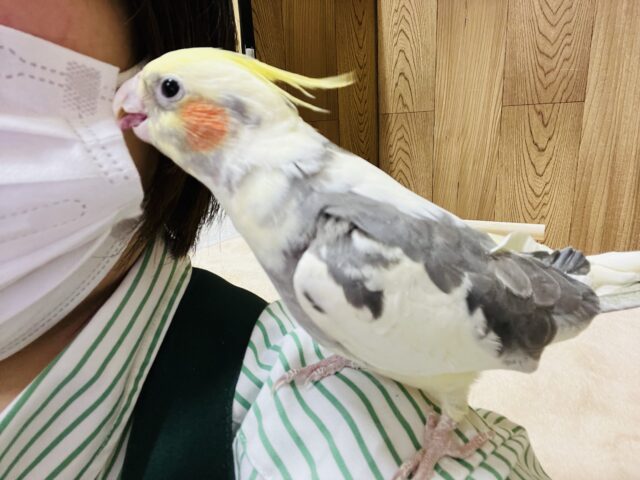 オカメインコ