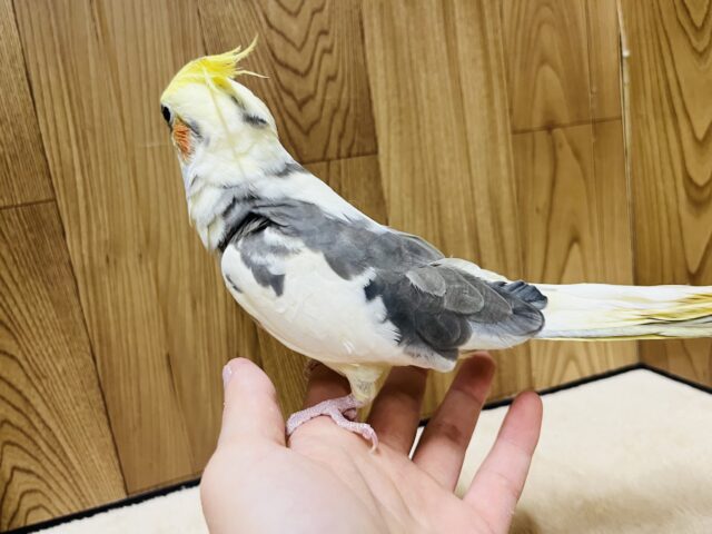 オカメインコ