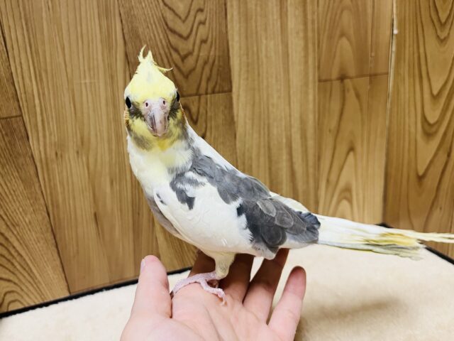 オカメインコ