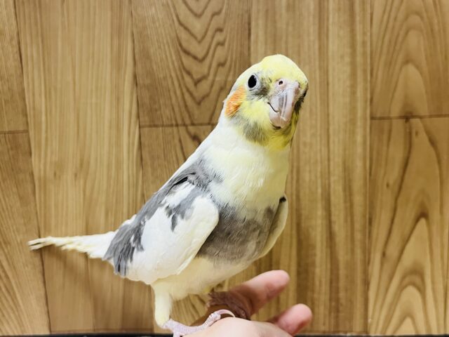 オカメインコ