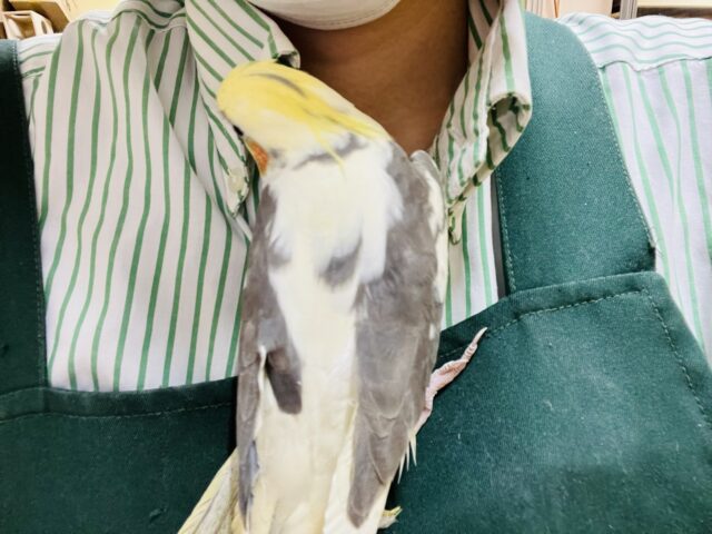 オカメインコ