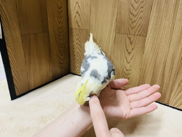 オカメインコ