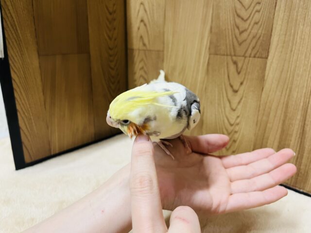 オカメインコ