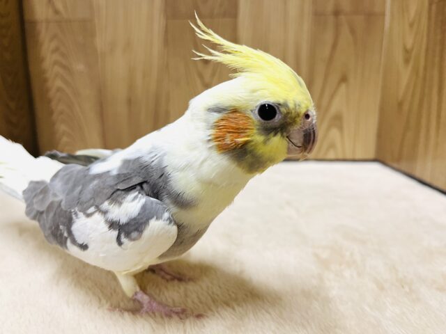 オカメインコ