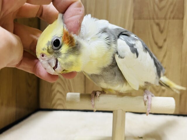 オカメインコ