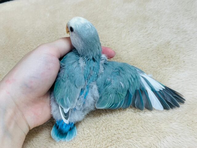 コザクラインコ（小桜インコ）