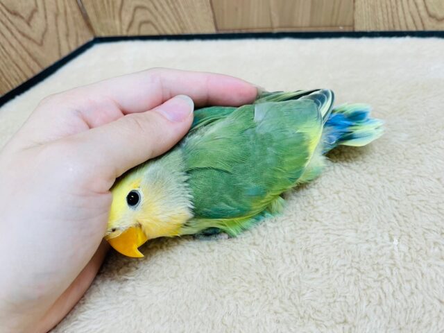 コザクラインコ（小桜インコ）
