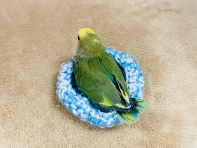 コザクラインコ（小桜インコ）