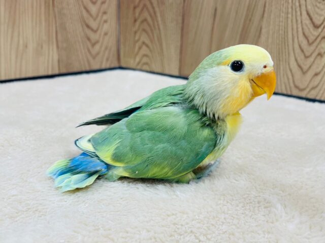 コザクラインコ（小桜インコ）