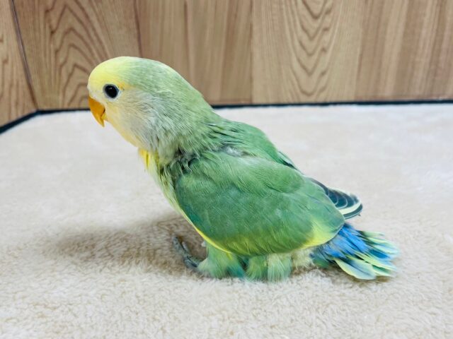 コザクラインコ（小桜インコ）