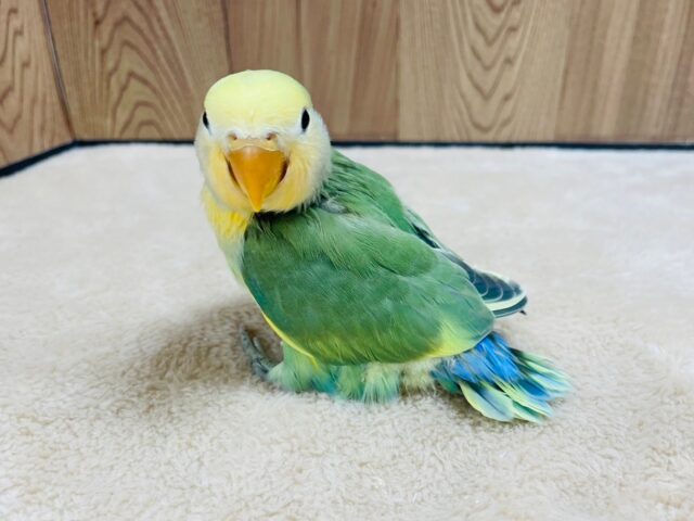 コザクラインコ（小桜インコ）