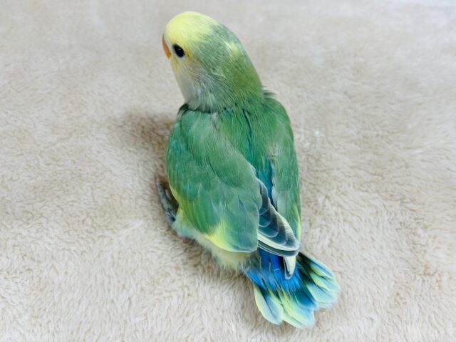 コザクラインコ（小桜インコ）