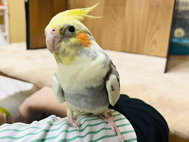 オカメインコ