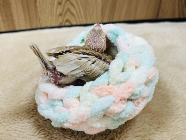 シナモン文鳥