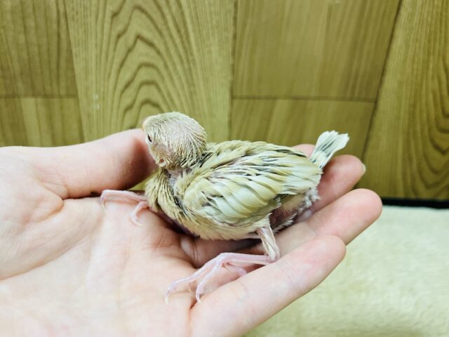 シナモン文鳥