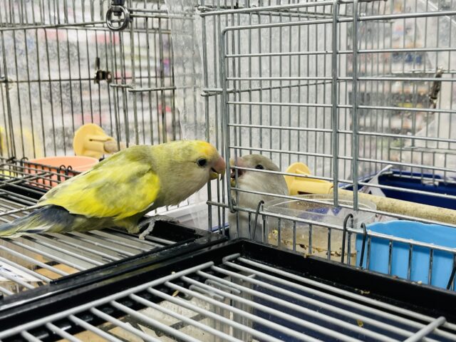 コザクラインコ（小桜インコ）