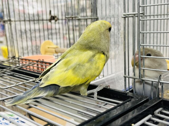 コザクラインコ（小桜インコ）