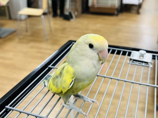 コザクラインコ（小桜インコ）
