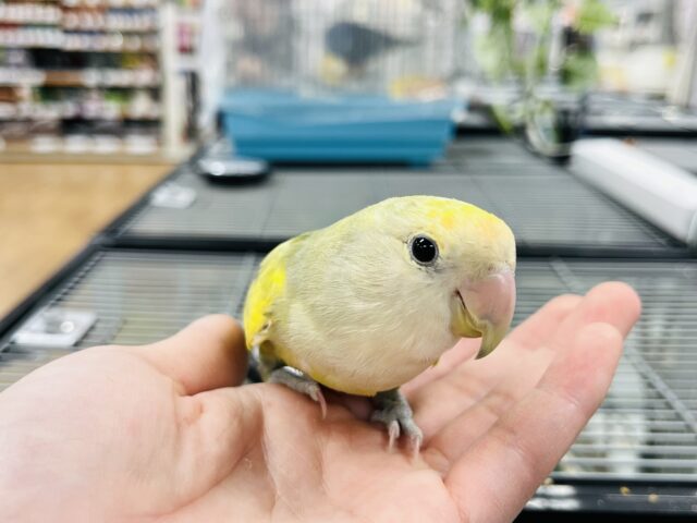コザクラインコ（小桜インコ）