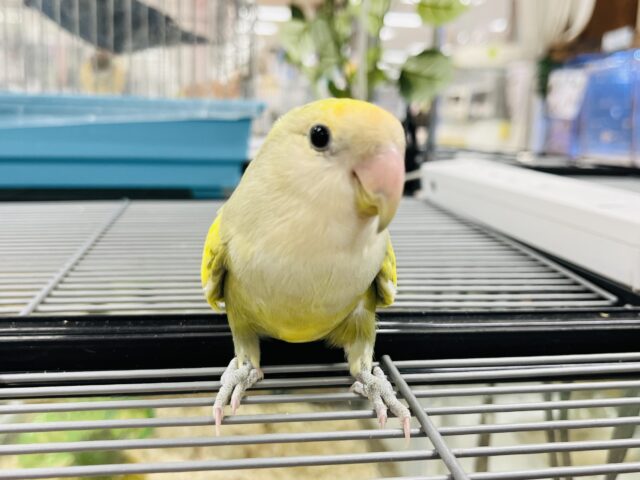 コザクラインコ（小桜インコ）
