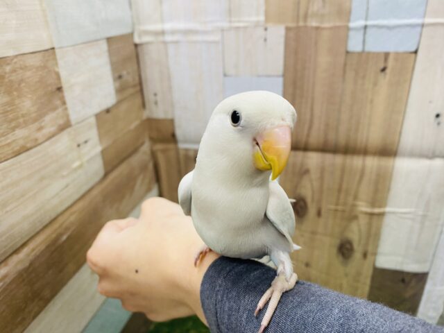 コザクラインコ（小桜インコ）
