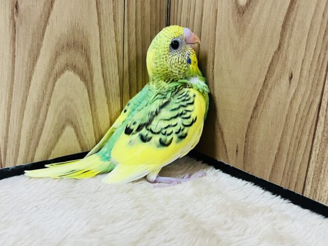 セキセイインコ