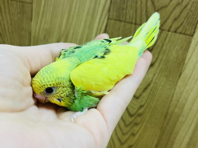 セキセイインコ