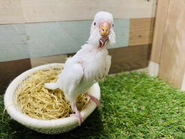 セキセイインコ