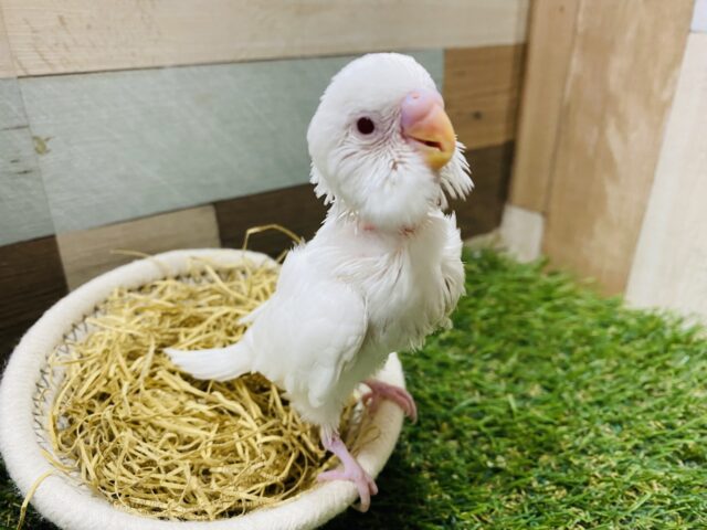 セキセイインコ