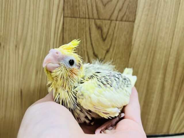 オカメインコ