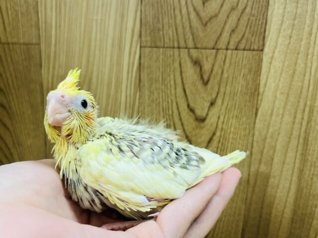 オカメインコ