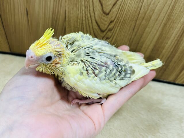 オカメインコ