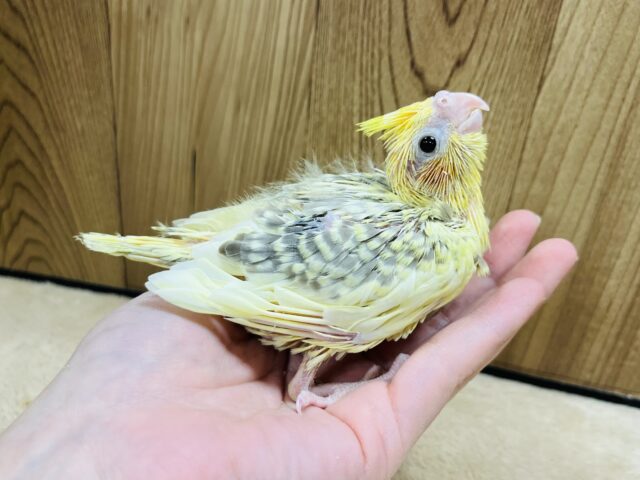 オカメインコ