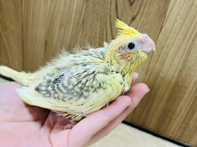 オカメインコ