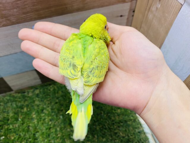 セキセイインコ