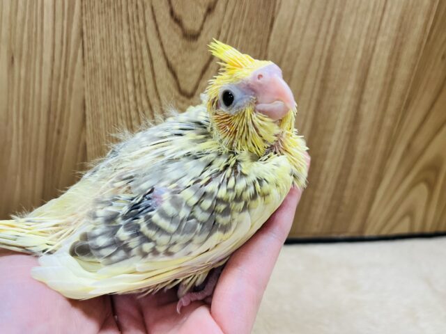 オカメインコ