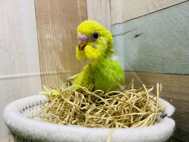 セキセイインコ
