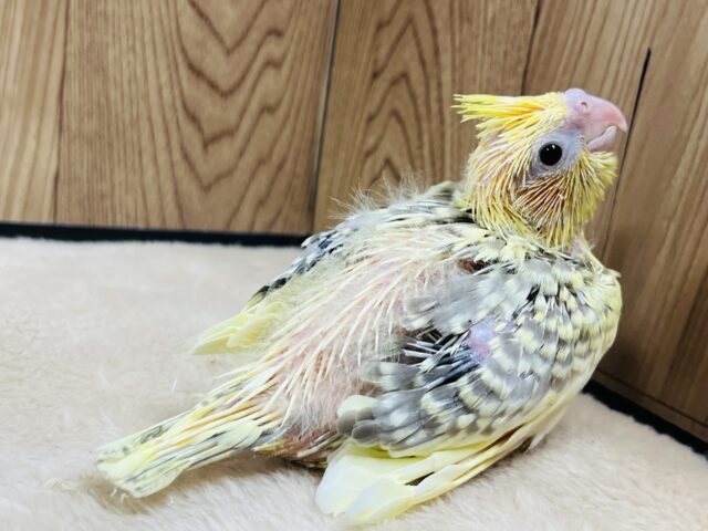 オカメインコ