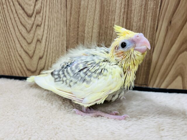 オカメインコ