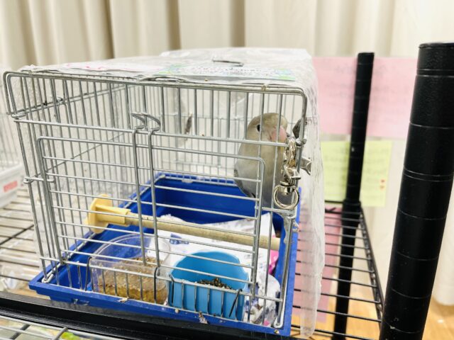 コザクラインコ（小桜インコ）