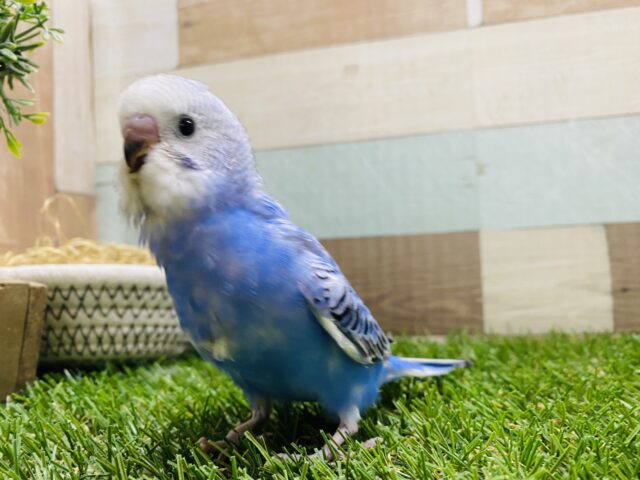 セキセイインコ