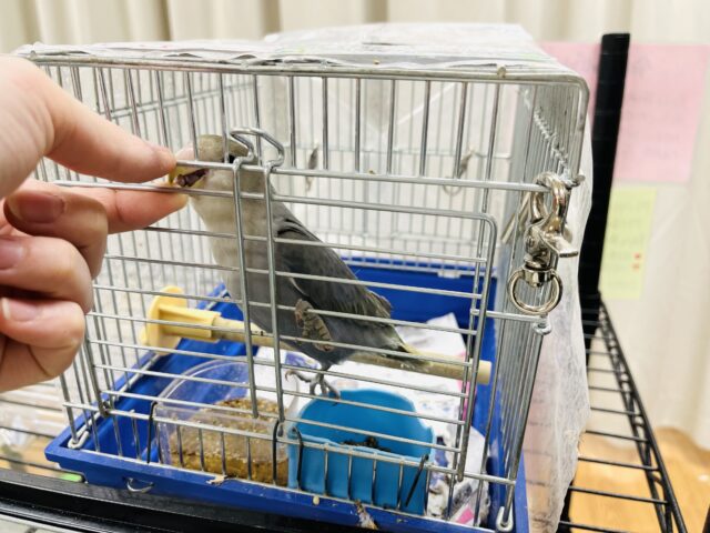 コザクラインコ（小桜インコ）