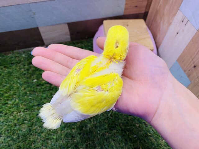 コザクラインコ（小桜インコ）